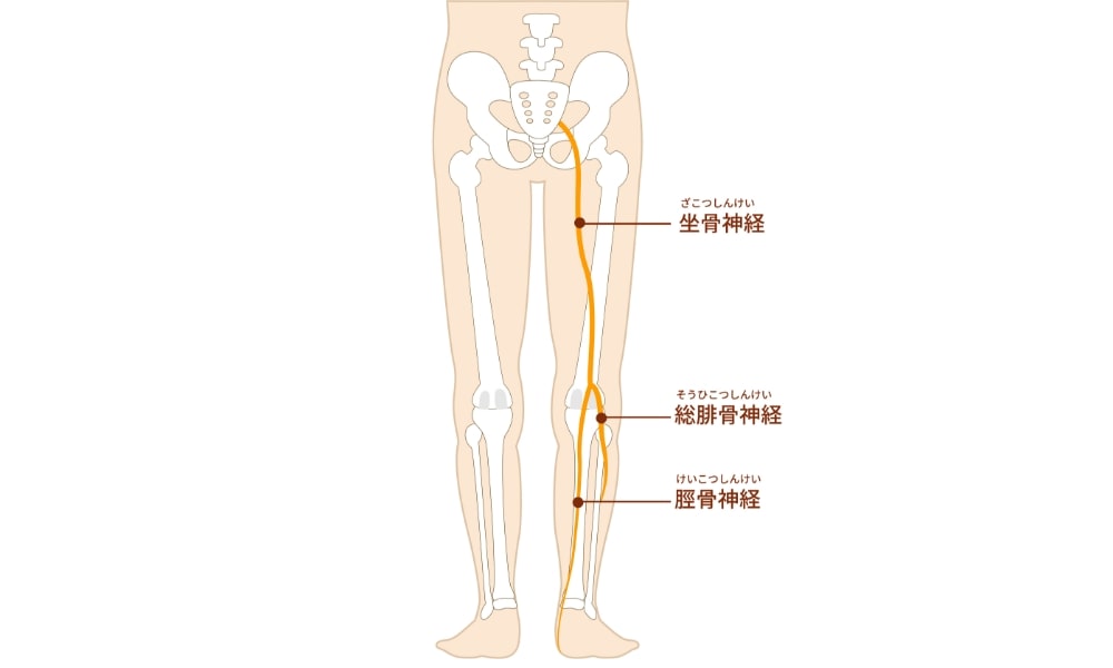 坐骨神経のイラスト