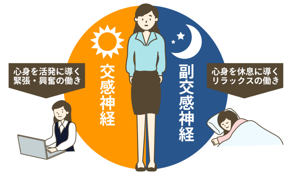 自律神経のそれぞれの働き